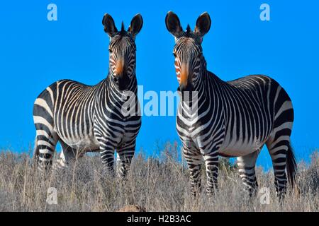 Cape Mountain Zebras (Equus Zebra Zebra), stehend in den Trockenrasen, Mountain Zebra National Park, Eastern Cape, Südafrika Stockfoto