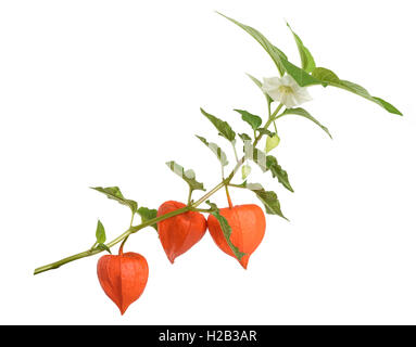 Physalis Alkekengi Zweig mit Blüte und Laterne Stockfoto