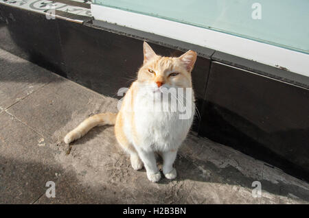 Streunende Katze nach oben in die Kamera, Istanbul, Türkei Stockfoto