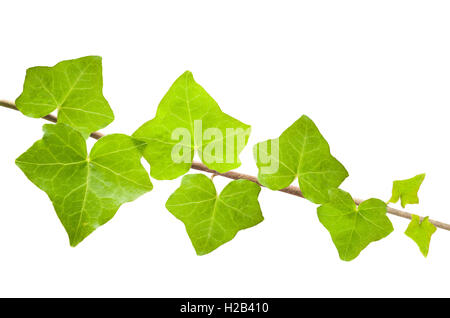 Ivy Branch isoliert auf weiss Stockfoto