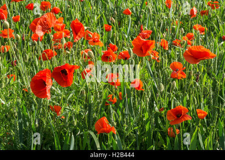 Gemeinsame Mohn (Papaver rhoeas), Poppy Field, Heidelberg, Baden-Württemberg, Deutschland Stockfoto