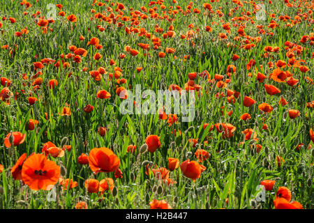 Gemeinsame Mohn (Papaver rhoeas), Poppy Field, Heidelberg, Baden-Württemberg, Deutschland Stockfoto