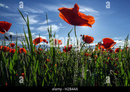 Mohnfeld, gemeinsame Mohn (Papaver rhoeas) im Gegenlicht, der Froschperspektive, Baden-Württemberg, Deutschland Stockfoto