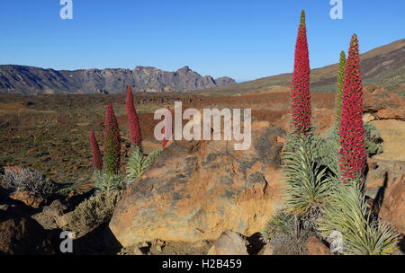 Teneriffa bugloss (Echium wildpretii) in Blüte, Teide Nationalpark, Provinz Santa Cruz, Teneriffa, Kanarische Inseln, Spanien Stockfoto