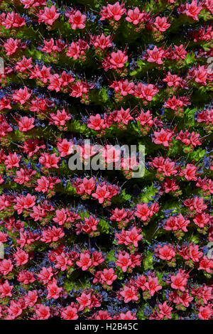 Teneriffa bugloss (Echium wildpretii) in Blüte, Teide Nationalpark, Provinz Santa Cruz, Teneriffa, Kanarische Inseln, Spanien Stockfoto