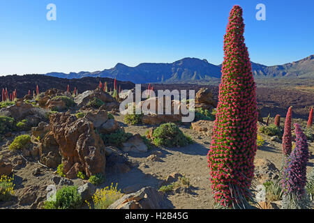 Teneriffa bugloss (Echium wildpretii) in Blüte, Teide Nationalpark, Provinz Santa Cruz, Teneriffa, Kanarische Inseln, Spanien Stockfoto