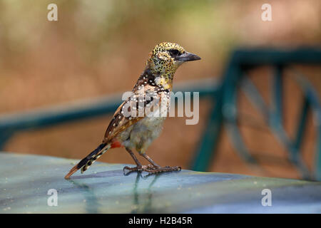 D'Arnaud's Barbet (Trachyphonus darnaudii), Lake Manyara National Park, Tansania Stockfoto