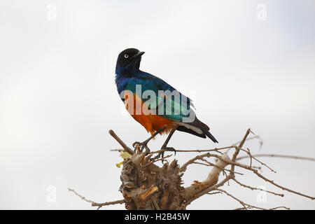 Ausgezeichnete starling (Lamprotornis superbus), Tarangire Nationalpark, Tansania Stockfoto