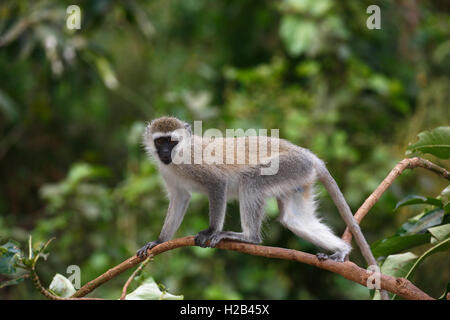 Meerkatze, südlichen Meerkatze (Chlorocebus pygerythrus), Lake Manyara National Park, Tansania, Afrika Stockfoto