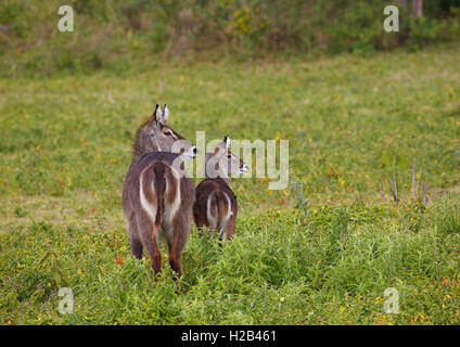 Wasserböcke (Kobus ellipsiprymnus), Weibchen mit Jungen, Arusha Nationalpark, Tansania Stockfoto