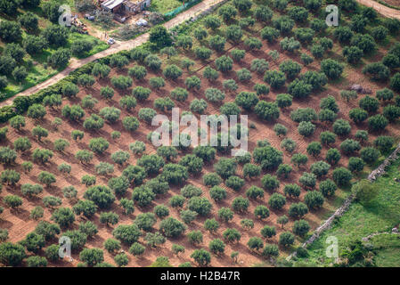 Olivenbäume in der Plantage, Luftaufnahme, San Vito Lo Capo, Sizilien, Italien Stockfoto