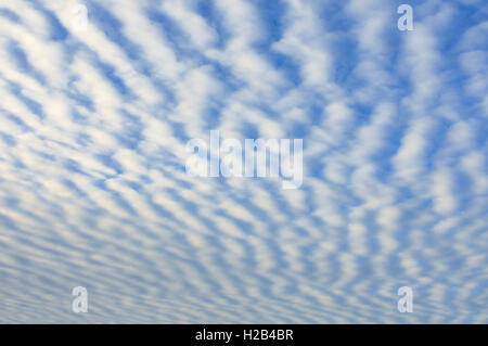 Stripy Wolkenbildung, Makrele Himmel (Stratocumulus undulatus), Niedersachsen, Deutschland Stockfoto