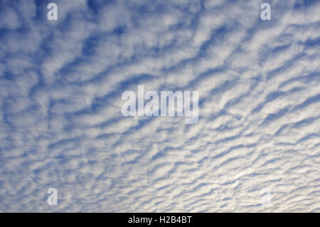 Stripy Wolkenbildung, Makrele Himmel (Stratocumulus undulatus), Niedersachsen, Deutschland Stockfoto