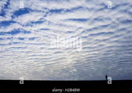 Stripy Wolkenbildung, Makrele Himmel (Stratocumulus undulatus), Niedersachsen, Deutschland Stockfoto