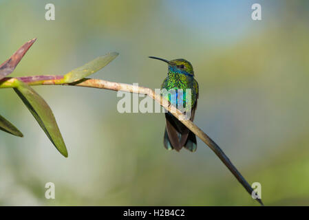 Sekt coruscans violetear (Colibri), Kolibri auf Zweig, Sangolqui, Pichincha, Ecuador Stockfoto