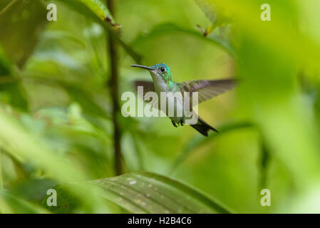 Andengemeinschaft Emerald (Amazilia franciae), Kolibri im Flug, Mindo Nambillo Cloud Forest Reserve, Pichincha, Ecuador Stockfoto