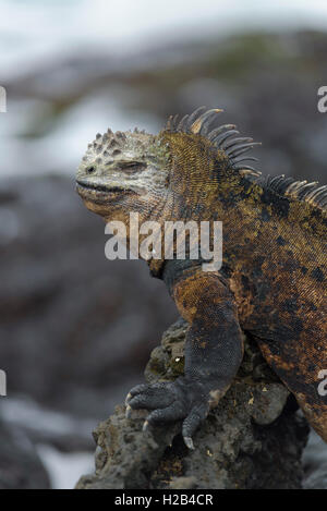 Galápagos Marine iguana (Amblyrhynchus cristatus) auf Lavagestein, Porträt, die Insel Isabela, Galapagos, Ecuador Stockfoto