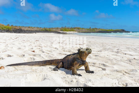 Galápagos Marine iguana (Amblyrhynchus cristatus) im sand sitzen am Strand, Sonnenbaden, Tortuga Bay, Insel Santa Cruz Stockfoto