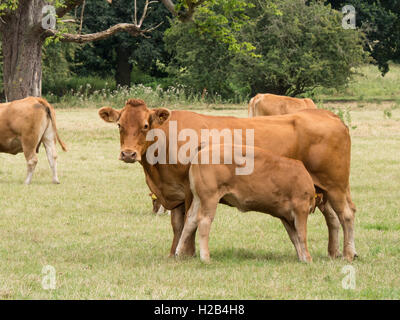 Limousin-Kuh und Kalb säugen in einer Parklandschaft Stockfoto