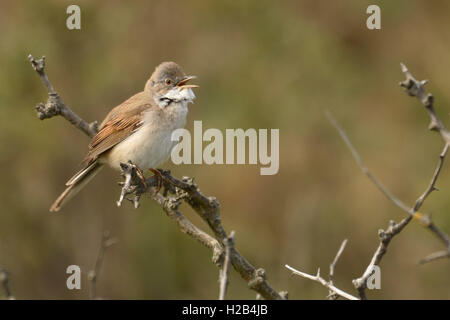 Common Whitethroat (Sylvia communis) auf dornigen Strauch, Texel, Nord Holland, Holland, Niederlande Stockfoto