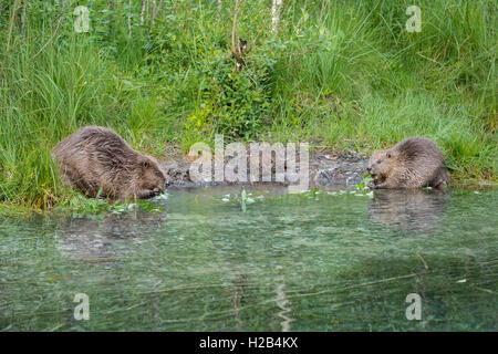 Zwei Biber (Castor Fiber) Fütterung mit Weidenruten in Wasser, Oberösterreich, Österreich Stockfoto