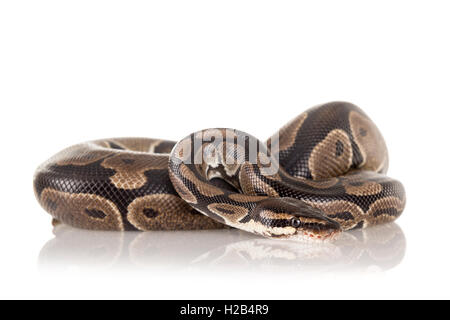 Schöne Python in einem weißen Hintergrund isoliert Stockfoto