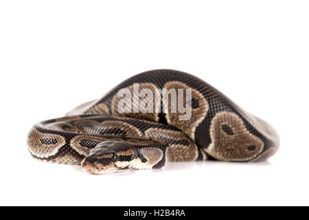 Schöne Python in einem weißen Hintergrund isoliert Stockfoto