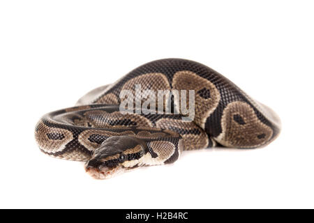 Schöne Python in einem weißen Hintergrund isoliert Stockfoto