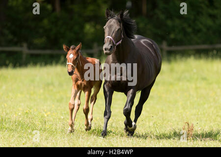 Thoroughbred horse, Rennpferd, Stute mit Fohlen, Baden-Württemberg, Deutschland Stockfoto