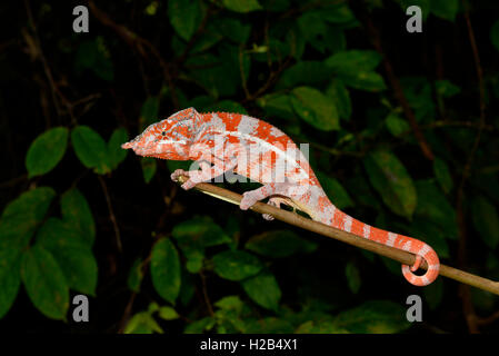 Angel's Chameleon (Furcifer angeli), männlich, selten, trockenen Wald, Nordwesten Madagaskar Stockfoto