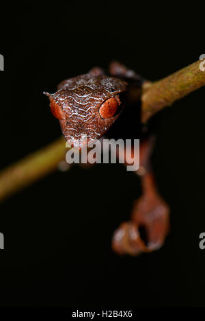 Baweng satanischen Blatt Gecko (Uroplatus Phantasticus), Regenwald, Ranomafana, südost Madagaskar Stockfoto