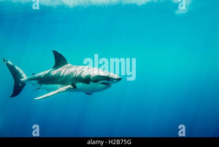 Der weiße Hai schwimmen im blauen Ozean unter Sonnenstrahlen Stockfoto