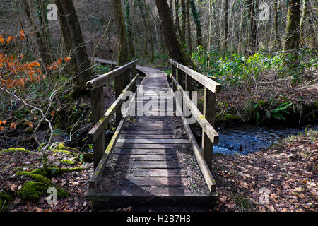 Holzbrücke über Stream im Coed y Bedw Naturreservat in der Nähe Taffs gut, Cardiff, South Glamorgan South Wales, UK Stockfoto