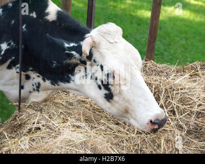 Schwarz / Weiß Kuh frisst Heu aus der Krippe Stockfoto