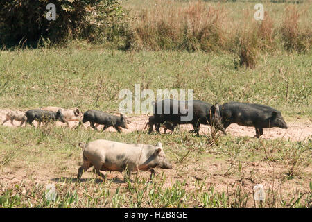 Familie von Wildschweinen, die eine Kreuzung zwischen domestizierte Schweine und Kragen Peccarys im Großraum Pantanal Mato Grosso, Brasilien Stockfoto