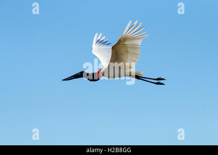 Jabiru-Storch fliegen im Pantanal Region, Mato Grosso, Brasilien, Südamerika Stockfoto