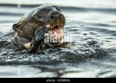 Vom Aussterben bedrohte Fluss Riesenotter (Pteronura Brasilienis) einen Fisch zu essen, im Großraum Pantanal Mato Grosso, Brasilien, Südamerika Stockfoto