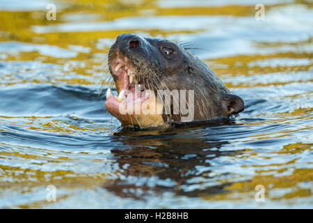 Vom Aussterben bedrohten Riesenotter Fluss Essen ein Fisch in der Pantanal-Region, Mato Grosso, Brasilien, Südamerika Stockfoto