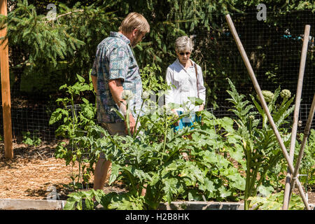 Personen an Artischocke Pflanzen in Issaquah Flatland Gemeinschaftsgarten in Issaquah, Washington, USA Stockfoto