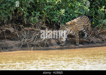 Weibliche Jaguar Jagd für ein Kaiman, die sie später gefangen und nahm an ihren zwei jungen in der Pantanal-Region von Brasilien Stockfoto