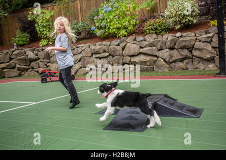 Zwei Monate altes Springer Spaniel Welpen, Tre, Jagd nach seinem sieben Jahre alte Besitzer in Issaquah, Washington, USA Stockfoto