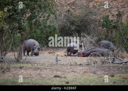 Eine Gruppe von Hippo aus dem Wasser an einem bewölkten Tag Stockfoto