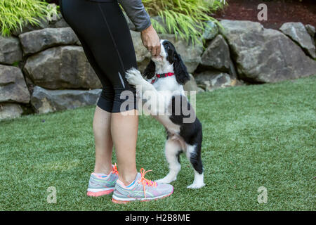 Frau belohnen ihr zwei Monate altes Springer Spaniel Welpen, Tre, für sein gutes Verhalten in Issaquah, Washington, USA Stockfoto