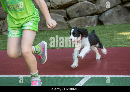 Zwei Monate altes Springer Spaniel Welpen, Tre, jagen begeistert sein sieben Jahre alte Besitzer in Issaquah, Washington, USA Stockfoto