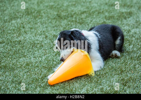 Zwei Monate altes Springer Spaniel Welpen, Tre, das Spiel mit einem orangefarbenen Kunststoff Kegel in seinem Hof in Issaquah, Washington, USA Stockfoto
