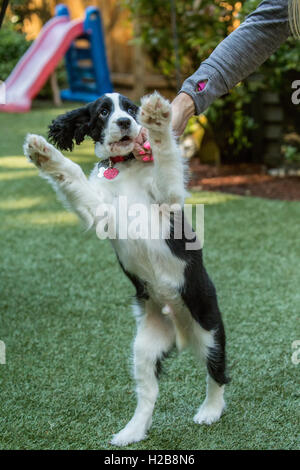 Zwei Monate altes Springer Spaniel Welpen, Tre, betteln für eine Behandlung von seinem Besitzer in Issaquah, Washington, USA Stockfoto