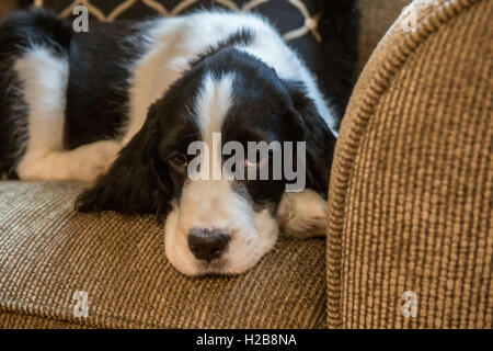 Zwei Monate altes Springer Spaniel Welpen, Tre, liegend auf einem Stuhl nach einer munter Spielsitzung in Issaquah, Washington, USA Stockfoto