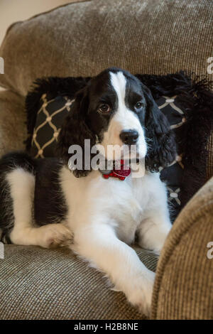 Zwei Monate altes Springer Spaniel Welpen, Tre, liegend auf einem Stuhl nach einer munter Spielsitzung in Issaquah, Washington, USA Stockfoto