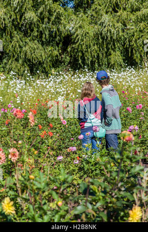 Junge Paar genießt den Dahlien und andere Blumen in voller Blüte an der Schlucht White House Obststand in der Nähe von Hood River, Oregon, USA. Stockfoto