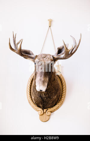 große Jagdtrophäe an der Wand Stockfoto